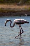 Pelican at Lac Bay