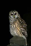Shenandoah Valley Owl