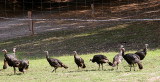Geez, didn't anyone remember to bring the volley ball?!  What a bunch of turkeys!