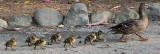 Ducklings on School House Road.jpg