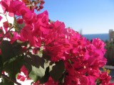 Bougainvillea