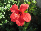 Hibiscus