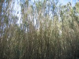 Spanish reed, Spanskrr