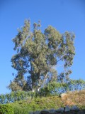 Eucalyptus