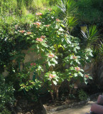 Pointsettia, Julstjrna