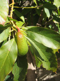 Avocado