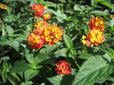 Lantana