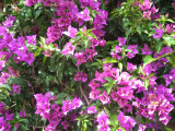 Bougainvillea