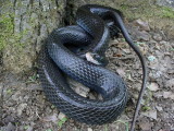 Black Racer