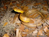 Yellow Rat Snake