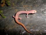 Grotto Salamander