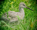 Willet