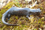 Smallmouth Salamander