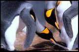 Anything yet? King Penguins
