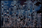 Ice on my window - Växjö Sweden 2002