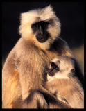 Hannuman Langur - India 2000
