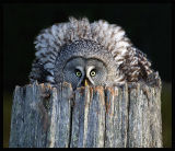 Great Grey Owl - Wilhelmina Sweden 2004