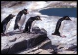 Rockhopper Penguins doing their best