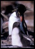 Rockhopper penguin and young