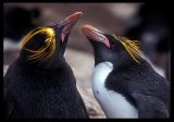 Macaroni Penguins on Saunders Island
