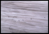 33 m/s on Saunders Island Magellanic Penguins on the beach)