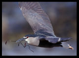 Black-crowned Night Heron (Falkland form cyanocephalus)