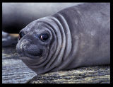 Young Elephant Seal