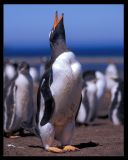 Gentoo Penguin - strong and beautiful
