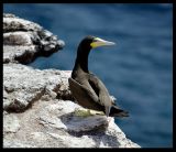 Brown Booby nesting on  Raso