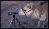 Watching Birds - Egypt 1993