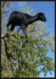 Goat climbing tree - Morocco 2002