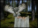 Great Grey Owl landing on nest - Sweden 2004