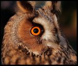 Long-eared Owl - Ottenby Sweden 2005