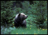 Grizzly - Canada 1990