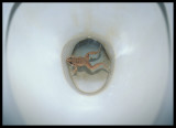 A Frog in my toilet !!! The Gambia 2001