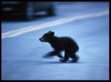 Black Bear cub crosing the street - Yellowstone USA 2000