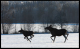 Running Moose - Tolg Sweden 2003
