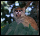 Patas Monkey (Erythrocebus patas)