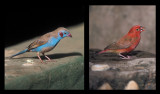 Red-cheeked Cordon-bleu and Redbreasted Finch