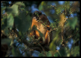 Western Red Colobus Monkey (Procolobus badius)