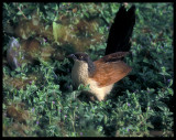 Senegal Coucal, Centropus senegalensis