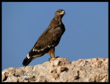 Steppe Eagle - Salalah