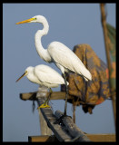 Western Reef & Great White Egret - Sur