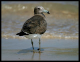 Sooty Gull - Sur