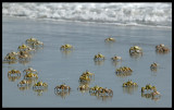 Crabs - inhabitants of remote beaches