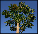 Papaya tree (Carica papaya)