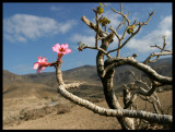 Frankincense tree (Boswellia)