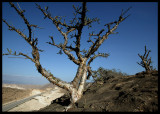 Boswellia trees in Dhofar Mountain - famous source of Frankincense