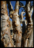 Boswellia trees in Dhofar Mountain - famous source of Frankincense