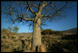 Baoba trees (Adansonia digitata) - Dhofar Mountains